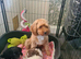 Girl cockerpoo f2