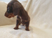 Dachshund puppy