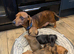 Minature Dachshund