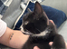 Beautiful 8wk old kitten ready to leave
