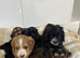 Show type cockapoo