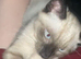 Male kitten