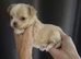 Beautiful chihuahua puppies kc