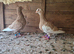 Pigeons
