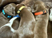 Outstanding German Shorthaired Pointer Puppies