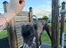 2 year old Lurcher
