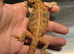 ABSOLUTELY STUNNING BEARDED DRAGONS READY NOW!