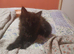 Baby girl maincoon 9 weeks old