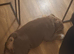 English bulldog female