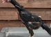 Black o shamo pair