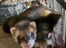 POLECATS READY NOW