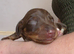 Minature Dachshund Smooth