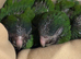 Hand reared hahns macaw (male)