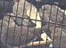 Silver Diamond Doves hatched this year