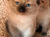 Adorable ragdoll kittens