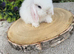 Baby blue eyed white mini lops
