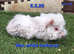 Hairy guinea pig boys