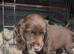 Working sprocker spaniel