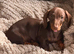 Chocolate male dachshund