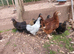 Various pullets