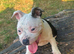 Stunning black pied female staff puppy