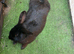 male rabbit