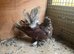 3 fantails