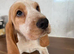 BEAGLIERS 2 LEFT FULLY VACCINATED