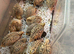 Unsexed quail chicks for sale