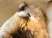 Pomeranian boys looking for loving family