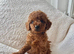 Tiny toy poodle puppies