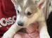 Siberian Husky Puppies