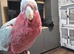 Galah Cockatoo Hand Reared