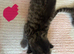 British short /turkish angora