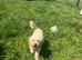 Cream toy poodle Bambi loving sweet girl