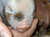 Kune kune piglets