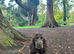 Cocker spaniel male