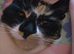 Calico cat