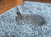 Beautiful mini Rex rabbits