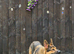 German shepeard