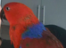 Talkative female eclectus.