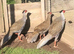 2026 True Silver pheasant hens