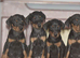 Extensively health tested dobermann pups