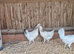 Light sussex and white leghorn hybrid hens