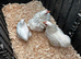 Pekin bantams