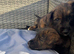 Terrier X Staffy puppies