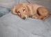 One F2 miniature cockapoo puppy left!