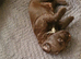 6 Cocker Spaniel puppies