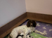 Springer spaniel liver & white puppy’s