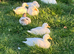 Call ducks available 6 - 8 weeks old